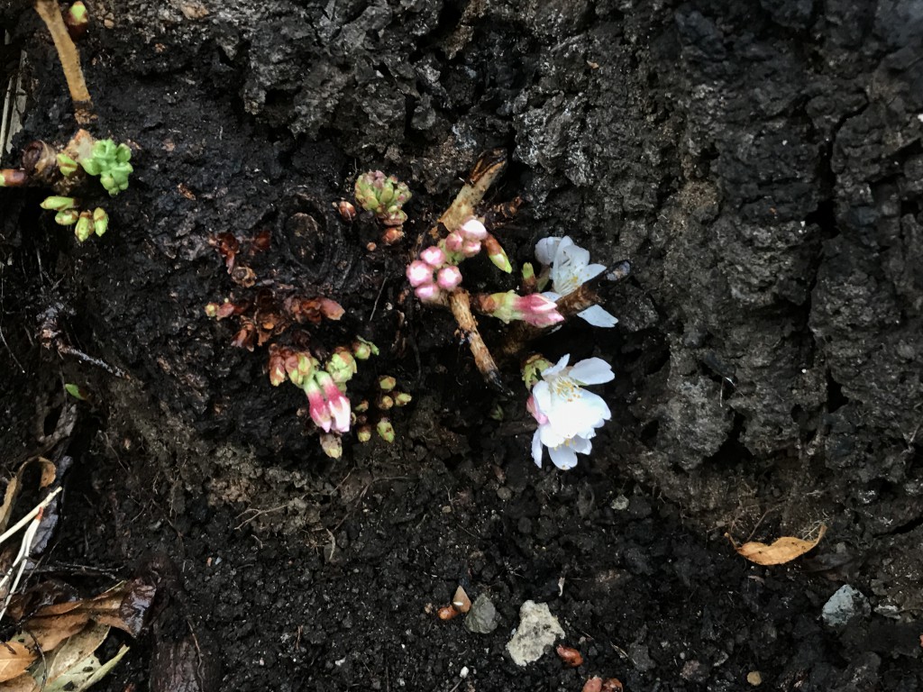 幹も枝のうち